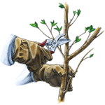 Все виды обрезки плодовых и декоративных деревьев и кустов.