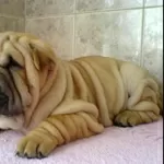 BEAUTIFUL SHAR-PEI FOR SALE