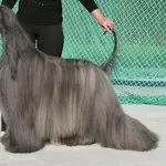 щенки афгана