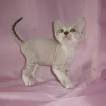 Котята девон рекс -шоколадные поинты с белым.