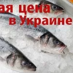 Лаврак (морской волк,  койкан,  сибас) охложденный