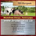 Молодняк птицы Бройлеры, утята, гусята, индюшата. Аксессуары