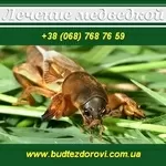 Медведка лечит туберкулез.