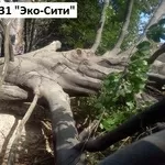 Удалить деревья Киев и обл. Резка, корчевание пней