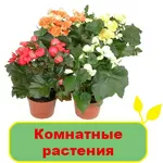 Комнатные растения и цветы