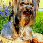 Вязка с мини Йорком с инструктором