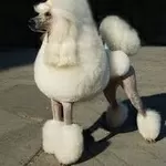 Стрижка пуделя, грумер, креатив, покраска, груминг, тату, модельная, рисунки