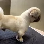 выстригание рисунков *тату*,  знаков,  букв,  *любая тематика*,  покраска 