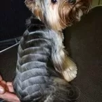 Йоркширский терьер, стрижка, креатив, покраска, груминг собак, кошек.