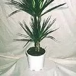 Пальма Драцена,  офисное растение,  недорого,  Виноградарь,  Оболонь,  фото