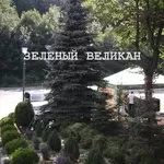 Крупномеры для озеленения участка