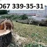 валка деревьев, резка деревьев, удаление аварийных деревьев