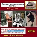 Пиявки 2014 медицинские Гирудотерапия. Медикус