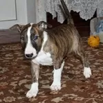 Зоогостиница | Передержка Ваших питомцев