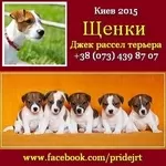 Киев 2015 Щенки Джек рассел терьера Питомник