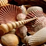 Кормовая ракушка для птицы