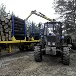 Удаление деревьев, спил деревьев