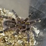 Grammostola pulchra,  Grammostola aureostriata,  Megaphobema robustum