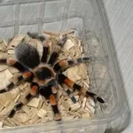 Brachypelma annitha,  Brachypelma emilia