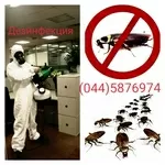 Уничтожение вредных насекомых, грызунов.