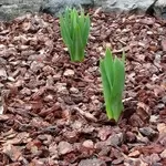 продам кору сосновую