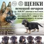 Щенки немецкой овчарки с документами КСУ/FCI