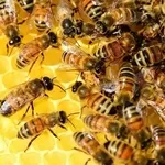 Продаются пчелосемьи,  недорого. Продам бджіл недорого.
