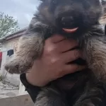 Продам цуценят німецької вівчарки