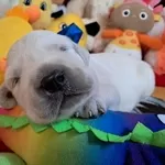 Цуценята золотистого ретрівера Ot Bahur Киев