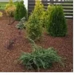 Кора соснова: велика, середня, дрібна, мульча. Декор. Опт та роздріб