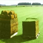 Проект производственного участка по изготовлению рулонных газонов