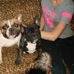 французский бульдог,  щенки различных окрасов