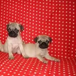 мопс,  щенки предлагает питомник 