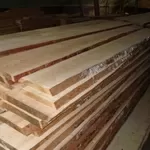 Лиственница сибирская,  Сибирская лиственница