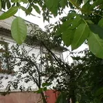 Продам Киевская обл. дом,  дача