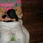 шар-пей, щенки шоколадного и рыжего  окрасов