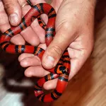 Молочная змея - разные виды и размеры