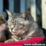 Ветеринарная помощь с выездом на дом. Киев,  Киевская область.