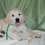 Щенки Золотистого (голден) Ретривера