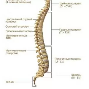 Боли в спине и суставах