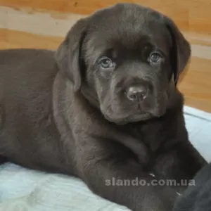 Высокопородные щенки лабрадора шикарные крови!