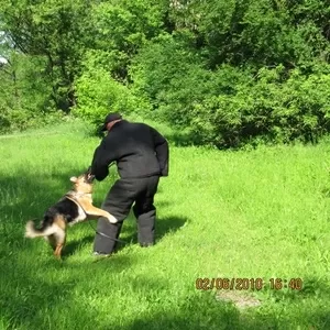 Дрессировка собак