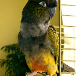 Патагонский попугай