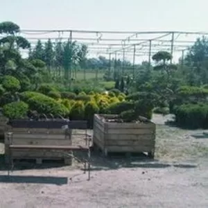 Японские бонсаи,  многолетники,  розы,  декоративные растения,  луковицы.