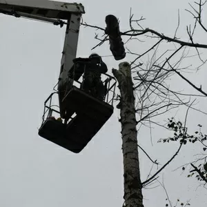 Аварийный спил деревьев (067)4475221,  удаление аварийных деревьев Киев