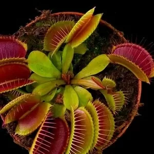 Мясоедное комнатное растение Венерина-мухоловка (Dionaea muscipula)