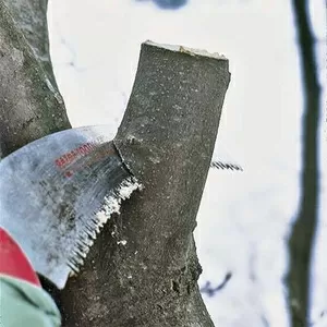 Аварийный спил деревьев,  уборка участка,  обрезка сада.