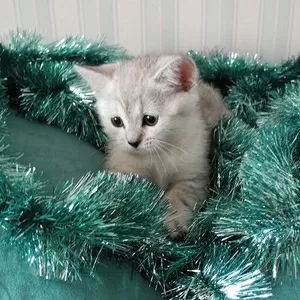 Котята скотиш страйт шиншиллы