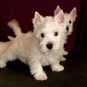 Вест Хайленд Вайт Терьер,  вестик,  westie. Щенки. Продажа.