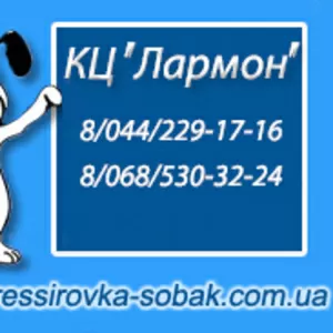 Дрессировка собак с заботой и любовью (Киев) 